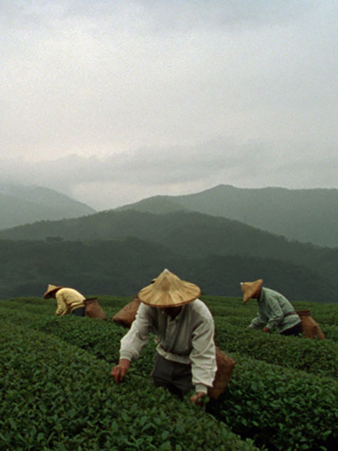 Making of Tea